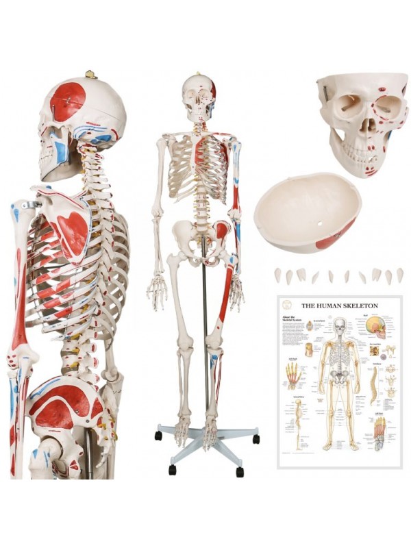JAGO Anatómia človeka-kostra s detailmi maľby svalov, 181 cm