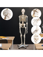 Kostra ľudskej anatómie 181,5 cm