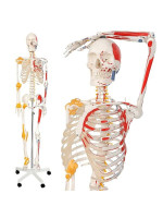 Jago Anatomická kostra so svalmi, šľachami a plagátom