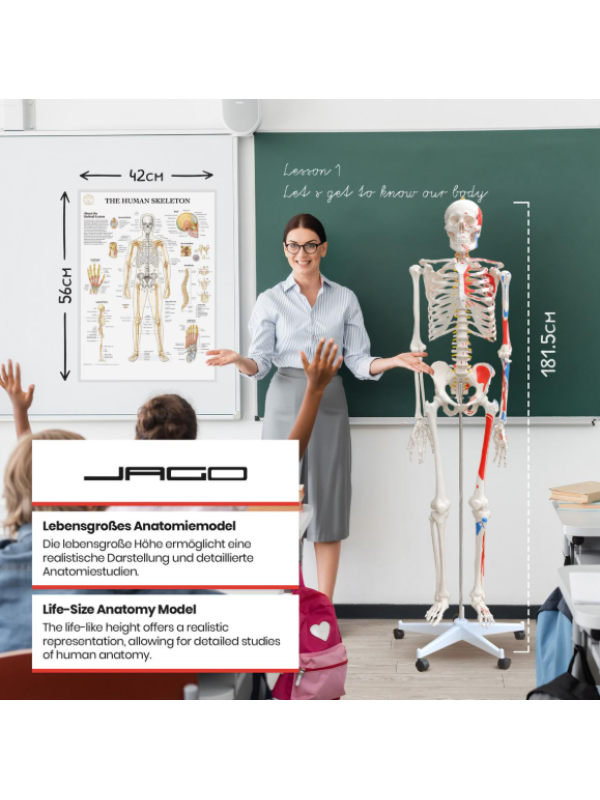 Jago Anatomická kostra so svalmi, šľachami a plagátom