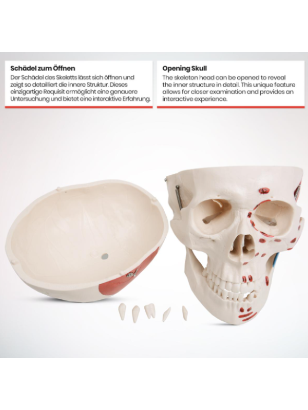 Jago Anatomická kostra so svalmi, šľachami a plagátom